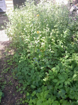 flowers